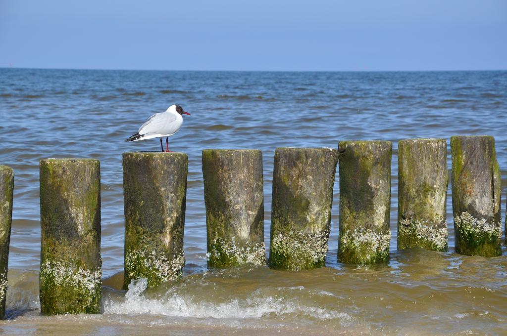 Seetelhotel Nautic Usedom Hotel & Spa Козеров Экстерьер фото